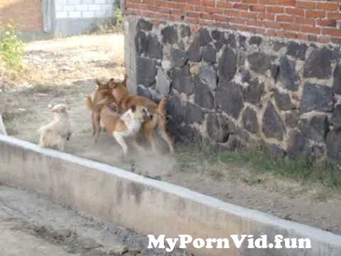 Mexican dog fuck my wife porn Relationship Animal Mating Nomadic Tribes Documentary From 3gp Dog Sex Watch Video Mypornvid Fun