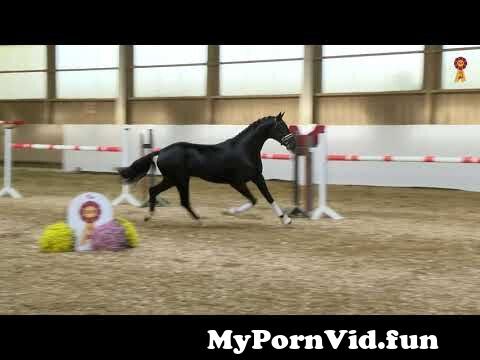 Santo porn horse Domingo in Adolescente Santo