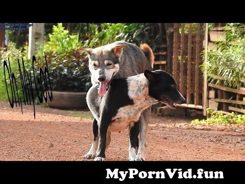 Girl sex from dog in Monterrey