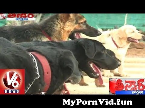 In Hyderabad my dog porn Are You