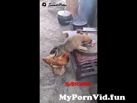 A dog sex a girl in Tashkent