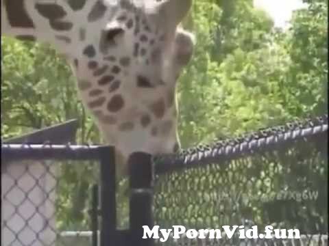 Giraffe cock porn