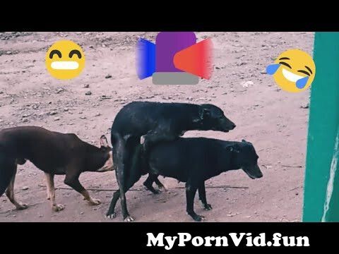 Dog 🐶 Sex in Public School Ground Live Moment l AnimalFunny Moment Viral  Videos. from dof sex Watch Video 