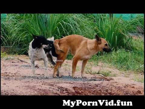In Dhaka my dog porn Knotty Dog