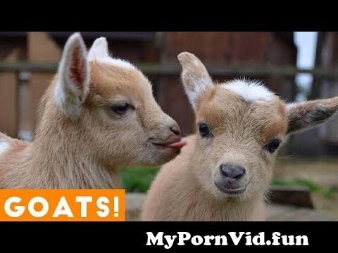 Animals porno 2018
