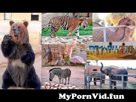 And in porn Riyadh zoo Zoo at