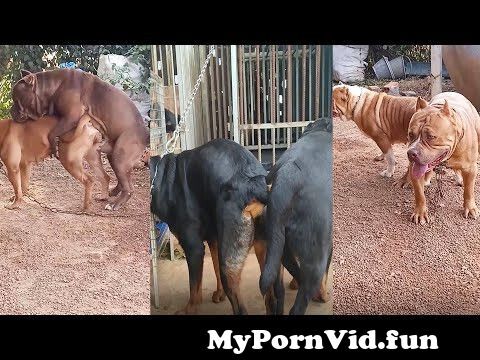 Sex in dog in Khulna