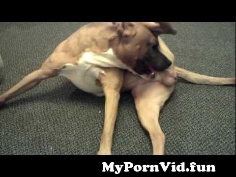 Pit Bull Giving Itself Head LMAO from calf blowjob Watch Video -  