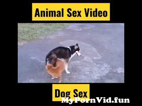 Dogs sex with girls in Accra