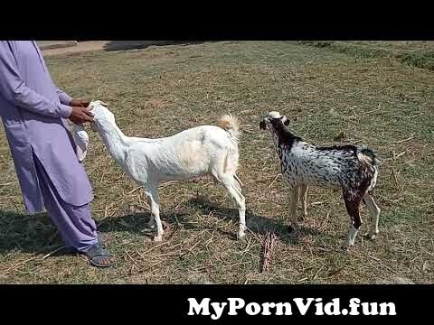 Sex with a pony in Faisalabad