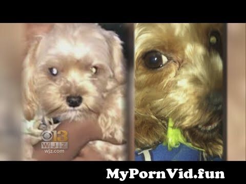 In in video sex Baltimore dog Baltimore Milf