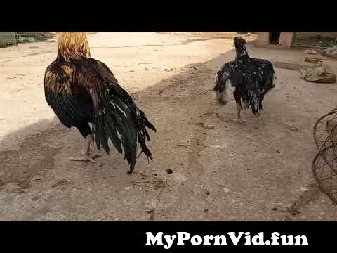 Chicken fuck porn
