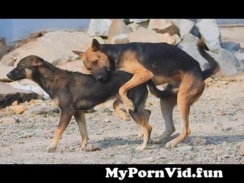 Asian dog sex