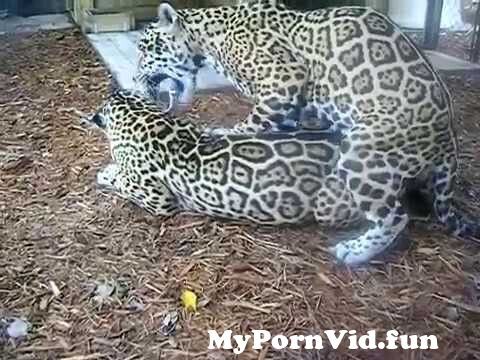 XXX Animals Love from xxx anamal Watch Video 
