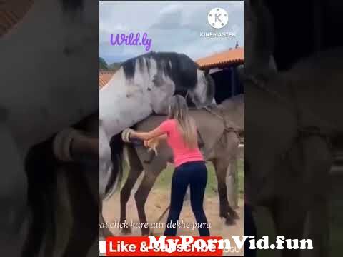 Horse Sperms Collecting | #horse #pet #viral #wild #wildlife #animal  #animallover #meeting #sexy from animel saxy Watch Video 