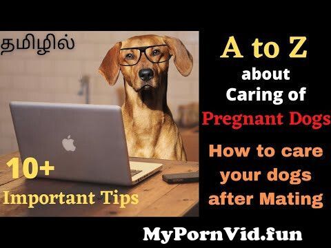Dog porn pregnant Pregnancy &