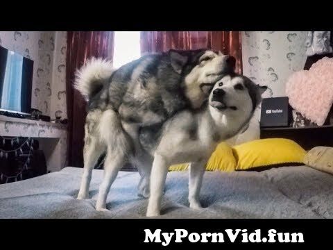 Порно Собаками Без Смс