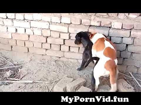18xxx Woman Animals Download Videos - dog animals video dog mating video from long video of dogs mating Watch  Video - MyPornVid.fun