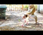 Monkey Releaser