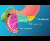 Animated Pancreas Patient
