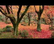 京都紅葉情報 Autumn leaves of Kyoto