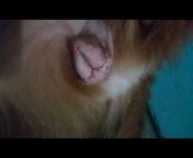 Bokep Ngentot Sapi Betina - ngentot memek anjing betina enak di entot Videos - MyPornVid.fun