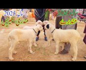 Malik Imran Goat Farm