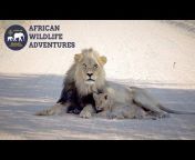 African Wildlife Adventures