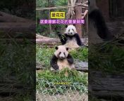 中国成都大熊猫官方养殖基地