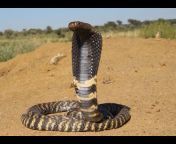 Snakes of Namibia