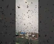 The pigeons world