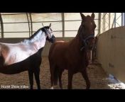 Horse Show Video