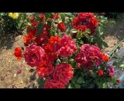 Rose Garden Ukraine