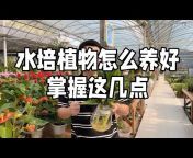 Brother Zhou teaches you how to grow flowers