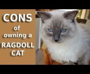 Bowie The Ragdoll Cat