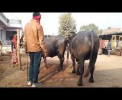 buffalo form India