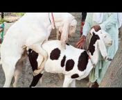 Nayab Goat Farms نایاب گوٹ فارمز