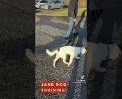 JanB Dog Training