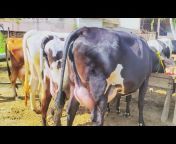 Madan Lal Dairy Farm