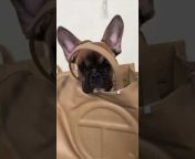 Muse The Frenchie