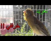 التجمع المغربي لعلم الطيور