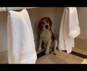 Oliver the Beagle
