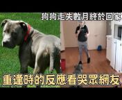 貓咪u0026狗狗搞笑 Catu0026dog Funny videos