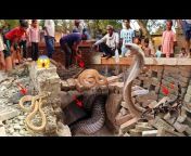 Vikram snake saver ballia