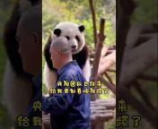 熊猫故事 &#124; panda stories 🐼
