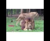 lions cum