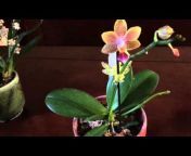 Mandy Orchids
