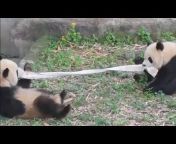 金虎Panda Jinhu