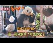 熊猫馆 panda