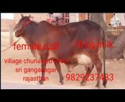 Chahar Dairy Farm Sri Ganganagar
